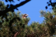 30.07 (3) M: some parts of the head are covered with short pale grey feathers; these parts are typical for the juveniles too