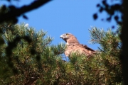 30.07 (4) N: the female Short-toed Eagle has arrived