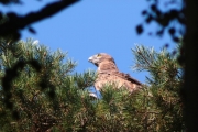 30.07 (5) N: she has given a small snake to the chick and a bit opens and closes her bill after that
