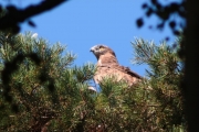 30.07 (6) N: as usual, her attention is mainly turned on the sky