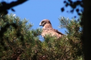 30.07 (7) N: from time to time she watches the chick