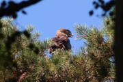 30.07 (10) N: she really not often takes a look at the ground; the nest is situated at a height of more than 25 metres above it