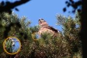30.07 (11) M&N: while the mother is looking around, the juvenile finishes to swallow the brought prey