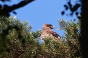 30.07 (14) N: one more attentive look aside