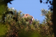 30.07 (15) N: she has taken a position to hide her chick from the sunlight