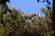 30.07 (16) N: and has made “the tent” over the juvenile; although it isn’t too young and the sun isn’t high yet