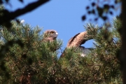 30.07 (18) M&N: the juvenile has got tired of one pose; it’s time to stretch
