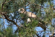 13.08 (1) O: the first this year's juvenile found out of nest