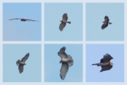 04.09 (2) P : the juvenile is flying well above the parent and is begging for food; they both are moving towards the nesting site
