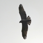 04.09 (4) P : a silhouette of the juvenile right over the nesting tree