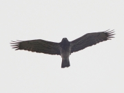 25.03 (1) A: the first Short-toed Eagle recorded this year