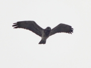 25.03 (3) A: as usually in the very beginning of the season all big feathers are at their places