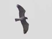 25.03 (2) A: it looks like a male and hunts at hunting areas of the B11 male (bird B in the 2011 gallery); also his 5th left and 7th right primaries look old, like B11's ones should be... however, it is not him