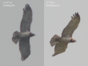 07.04 (1) L11: some females, like this one, have very characteristic appearance (general silhouette, colouration, shape of head and neck), which allows to recognise them regularly