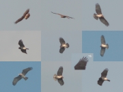 22.04 (1) A11: another easily recognizable old female; she is dark and spotted very much and looks mighty in general; her 7th left primary is in bad condition, it hadn’t been renewed during the season 2011