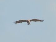 22.04 (2) B11: her partner, male B 2011, approaches and looks at me