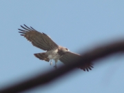 22.04 (4) B11: also he shows his claws; it looks like a demonstration of discontent, but to whom?