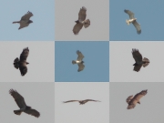 29.04 (1) B: this Short-toed Eagle seems to be an adult female; although it has not been seen at this hunting area in previous years