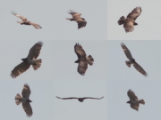 06.05 (1) F11: it is very probable that this female occupies the same nesting site during last 7 years