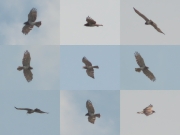 06.05 (2) G11: also it seems she has not changed the partner - the same male brings prey