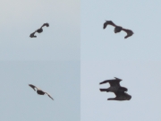 12.05 (3) K11: the male feeds her, but in general he spends few time at the nesting site