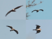 12.05 (4) K11: in the evening he returns to a favourite perch not far from the nest having noticeably extended crop
