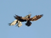 17.06 (2) B11&C : a moment of the conflict at B11 male's nesting site; his back is turned to us