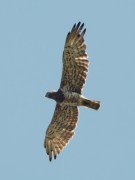 17.06 (7) A11 : the female has taken this pose of aggression to chase the intruder off the nesting site