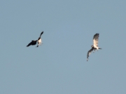 17.06 (1) B11&C : the B11 male (left) attacks the intruder at the nesting site; the birds are easily recognisable from a great distance thanks to the moulting of primaries