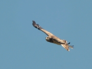17.06 (3) B11 : the same male in circling flight