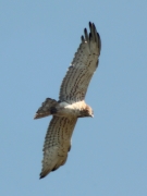 17.06 (4) B11 : his 7th right primary is growing; if you remember, it wasn't changed in 2011