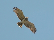 17.06 (5) B11 : he looks to be astonished after the attack of his partner, irritated probably as by presence of the intruder so by absence of prey; growing the 8th left primary wasn't renewed last year too