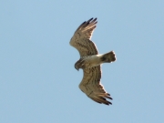 17.06 (6) B11 : while the female is chasing the intruder off he quickly flies down to the nest, 'cause the chick is small and needs the protection