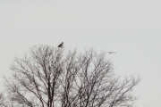 07.04 (1) A11&B11 : right after arrival both old partners are hunting from perches