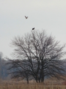 07.04 (2) B11 : a rare scene - Rough-legged Buzzard (Buteo lagopus), our winter guest from the Far North, attacks the Short-toed Eagle male just arrived at his breeding territory
