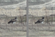 07.04 (3) B11 : hunting for a vole the Short-toed Eagle male runs just after landing