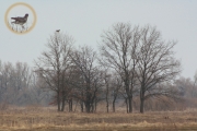 07.04 (4) A11 : the female Short-toed Eagle hunts for rodents from perches too, they both land whenever after long (about 100 m and more) horizontal flight; obviously they are highly sharp-eyed