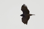 07.04 (5) A11 : she is easy recognizable dark-coloured Short-toed Eagle female