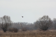 07.04 (6) A11 : in early April the landscape of the Desna River floodplain does not look very optimistic; but returned Short-toed Eagles decorate it