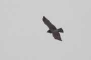 07.04 (8) B11 : just take a look at his crop - obviously the hunt was successful