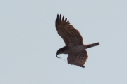 16.04 (1) K11 : and this is the first really warm spring day and the first observed successful hunt of another Short-toed Eagle male for a Grass Snake