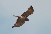 21.04 (1) A : this female Short-toed Eagle also has been observed at the same breeding territory since 2010, and even was photographed once 3 years ago; now she comes back to the nesting site from the hunting grounds with enlarged crop