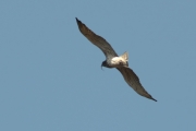 21.04 (3) D11 : such the ''white flashes'' are seen from a great distance in sunny weather