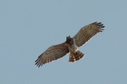 02.05 (1) F11 : the female circles over the breeding site after midday; she needs some motion after long sitting on the clutch