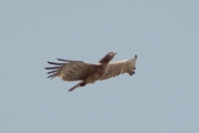 04.05 (1) K11 : the expressive pose of high aggression; the Short-toed Eagle male threatens an intruder; inter alia backside of his neck is bloated