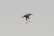 04.05 (2) L11 : the female is coming to the nesting tree; she flies a lot and it looks like she doesn't have the clutch yet