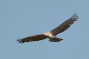 11.05 (1) K11 : this time only the male is seen in the sky regularly, but his partner (L11) doesn't appear anymore