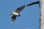 11.05 (2) K11 : a moment of the Short-toed Eagle wing flapping