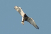 21.05 (1) D11 : turning high in the air he looks at me...