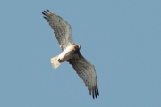 21.05 (2) D11 : ...after a lot of our meetings at their breeding sites probably they recognize me; at least my appearance has not changed a lot during several years and there is no doubt about the acuity of their vision and about their good memory